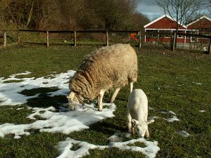 060208_lambsheepsnow.jpg