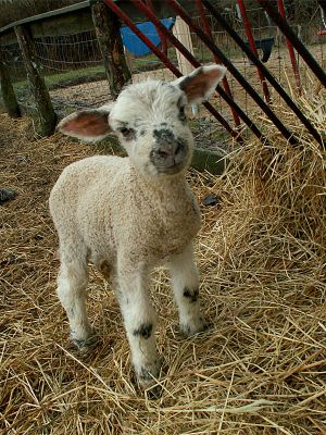 060208_spottedlamb1.jpg