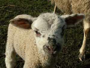 060208_spottedlamb2.jpg