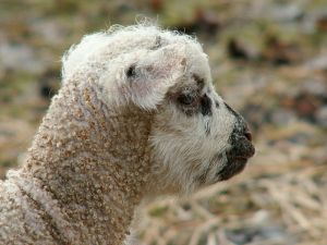 060208_spottedlamb3.jpg