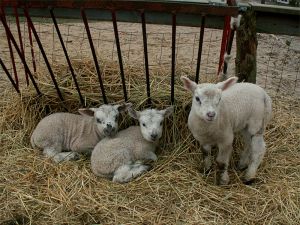 060210_lambs1.jpg