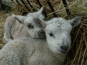 060210_lambs3.jpg