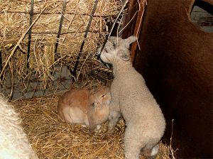 060213_bunnylamb1.jpg