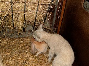 060213_bunnylamb2.jpg