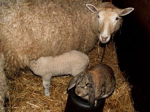 060215_bunnieslambs1.jpg