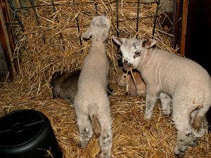 060215_bunnieslambs2.jpg