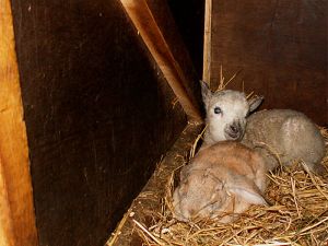 060216_bunnylamb.jpg