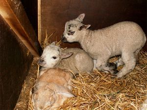 060216_bunnylambs1.jpg