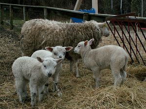 060221_lambs1.jpg