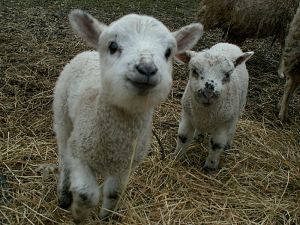 060221_lambs2.jpg