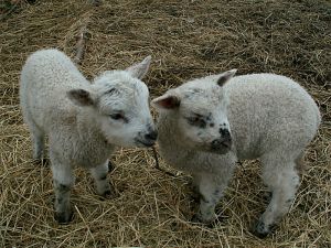 060221_lambs3.jpg