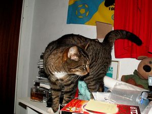 060221_moomincat2.jpg