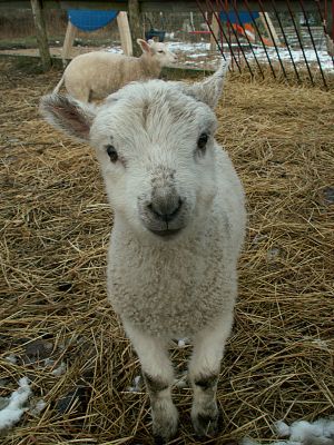 060228_lamb1.jpg