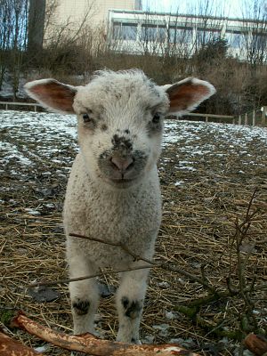 060228_lamb2.jpg