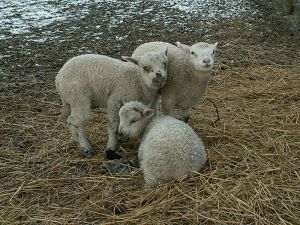 060228_lambs2.jpg