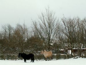 060306_horses.jpg