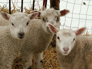 060306_lambs1.jpg