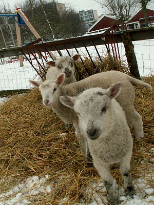 060306_lambs2.jpg