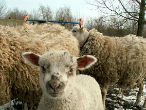 060317_lambs1.jpg