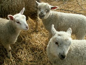 060317_lambs2.jpg