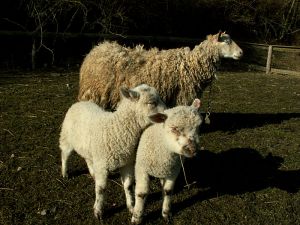 060320_lambsheep.jpg