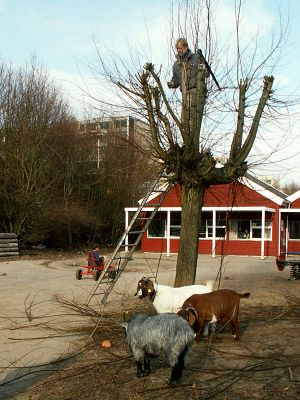 060323_goats.jpg