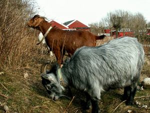 060324_goats.jpg