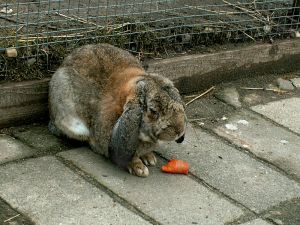 060328_bunny.jpg