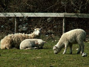 060404_lambs1.jpg