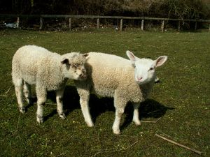 060404_lambs2.jpg