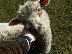 060404_lambs3.jpg