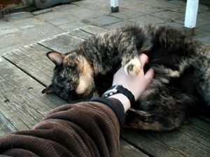 060404_ninacattummyrub1.jpg