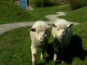 060504_lambs1.jpg