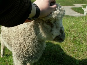 060504_lambs2.jpg