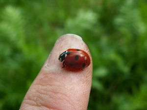 060529_ladybird1.jpg