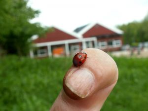 060529_ladybird2.jpg