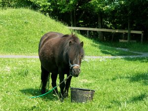 060613_horse.jpg