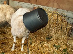 060620_sheepbucket.jpg