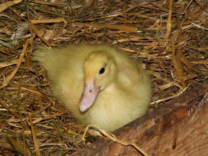 060719_duckling.jpg