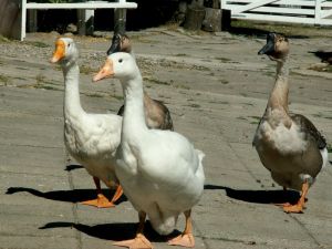 060719_geese1.jpg