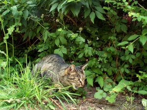 060727_newcat.jpg