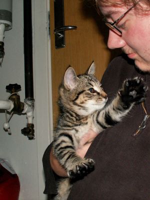 060729_kitten2.jpg