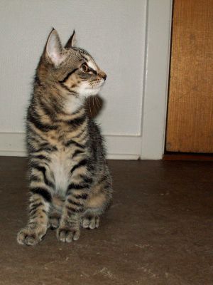 060812_kitten2.jpg