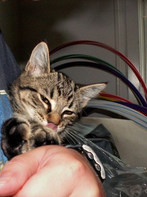 060812_kitten4.jpg