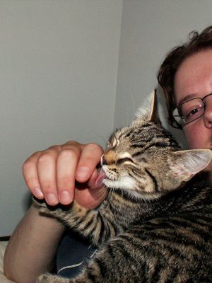 060812_kitten6.jpg