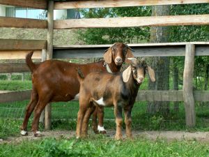 060907_magnethespringbok.jpg