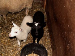 060915_newlambs.jpg