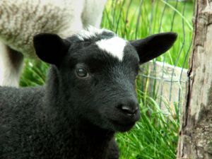 060918_newlambs.jpg