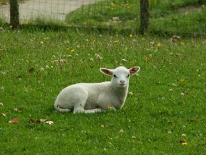 060919_newlambs2.jpg