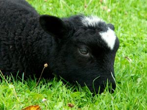 060919_newlambs3.jpg